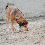 A dog explores the sandy beach, searching with curiosity in Hungary.